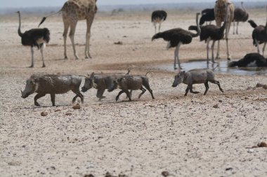 Afrika 'daki vahşi hayvanlar.