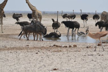 Etoşa, Namibya 'daki su birikintisinde su içen bir zebra sürüsü.