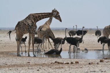Namibya 'daki Etoşa Ulusal Parkı' nda bir grup zürafa içme suyu.