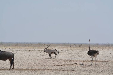 Bir Afrikalı 'nın güzel manzarası. Savanadaki zebralar.