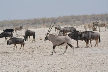 Afrikalı vahşi hayvanlar, doğa hayvanları.