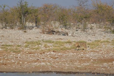 Zimbabwe savanındaki aslan.