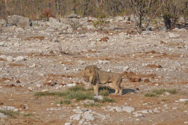 Aslan (panthera leo), panthera leo, etosha, namibia, afrika