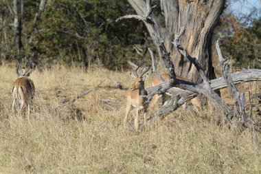 Bir grup yabani geyik otların arasında
