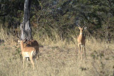 Ormandaki erkek ve dişi ceylan