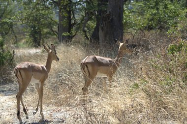 İki genç erkek ceylan (ceylan) ve uzun kuyruklu ceylan, ailenin doğal ortamında..