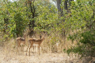 Afrika 'nın güneyindeki savanda yaşayan vahşi Afrika hayvanları.