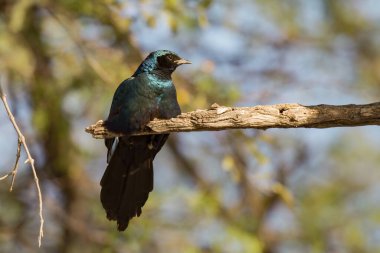 Mavi - göğüslü silindir - Roller, Kruger Ulusal Parkı Güney Afrika 'da