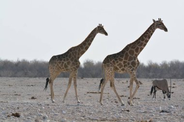 Namibya etkin ulusal parkta zürafa