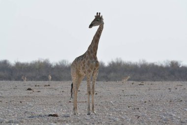 Namibya 'daki Etoşa Ulusal Parkı' nda zürafa