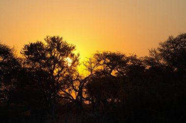 Akşamları ormanda gün batımı.