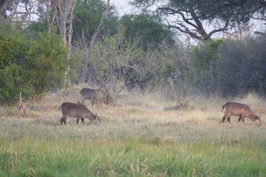 Kenya bozkırında bir grup fil.