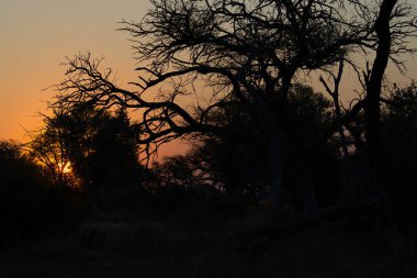 Afrika savana gün batımı
