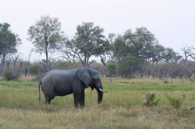 Güney Afrika 'daki Kruger Ulusal Parkı' nda fil.