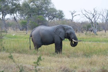 Afrika bozkırında bir fil