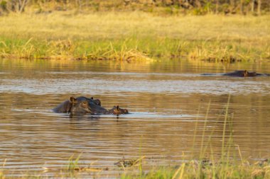 Nehirdeki su aygırı