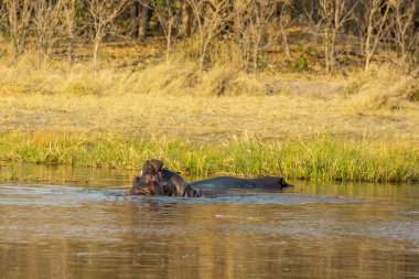 Gölün sularında bir grup vahşi patates.