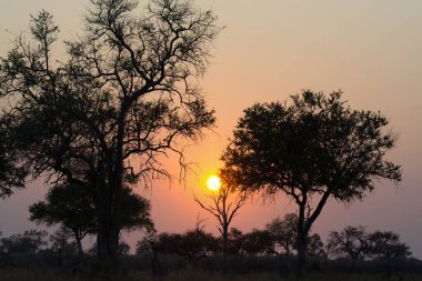 Akşamları Afrika ovalarında gün batımı.