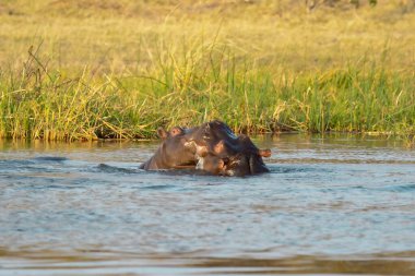 Su aygırı, su aygırı, amfibi, nehirde.