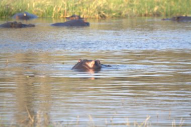 Sudaki vahşi patatesler