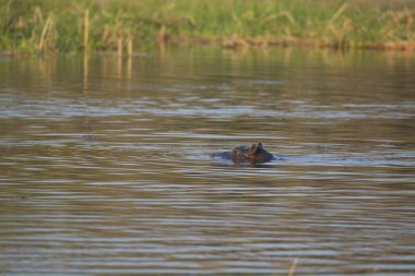 Hipopotam (amfibik amfibi) ulusal parktaki nehirde, botsvana