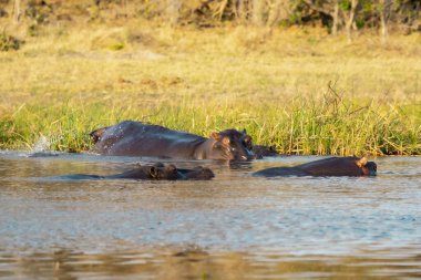 Güney Afrika 'daki Kruger Ulusal Parkı' nda suda su aygırı ve su aygırı..