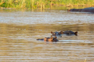 Sudaki bir grup Afrikalı hipopotam..