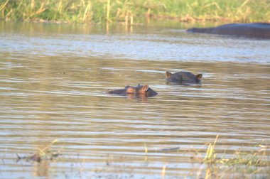 Nehirdeki su aygırları.