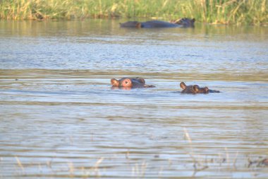 Kenya bozkırında suda bir su aygırı sürüsü.