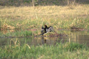 Siyah ve beyaz bufalo.