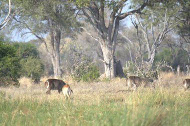 Savanadaki bir grup vahşi hayvan.