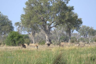 ormandaki geyik sürüsü