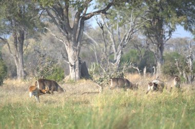 Çimlerin üzerinde bir grup aslan