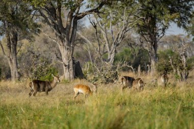 Savanadaki bir grup vahşi geyik.