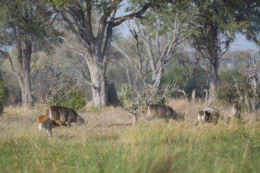 Parktaki genç geyik