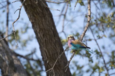 Doğada güzel bir kuş, Flora.