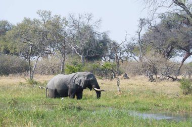 Afrika fili, xodonana afrikanası, su birikintisinde yürüyor, ulusal park