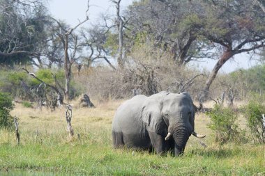 Parktaki güzel bir fil manzarası.