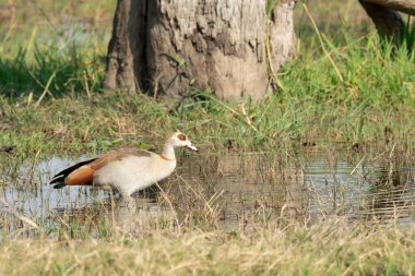 Vahşi doğada güzel bir kuş