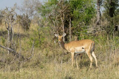 Çimenlerdeki dişi bir Impala 'nın yakın plan fotoğrafı.