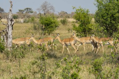 Bir grup Impala aslanı.
