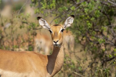 Güney Afrika 'daki Kruger Ulusal Parkı' nda kadın İmpala.