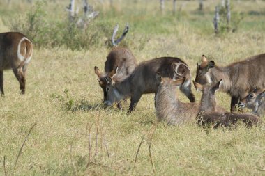 Afrika savanındaki vahşi hayvanlar.