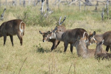 Afrika bozkırlarında vahşi antiloplar