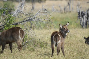 Afrika savanındaki vahşi hayvanlar.