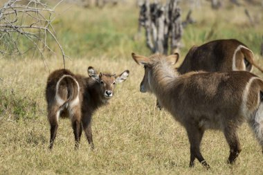Ormandaki genç dişi geyik.