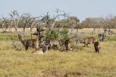 Ormandaki güzel bir geyik resmi.