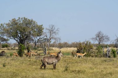 Afrika bozkırlarında bir grup vahşi geyik.