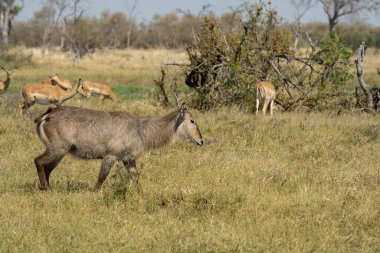 Ormandaki genç geyik. Geyik, Cervus Elaphus, büyük boynuzlu dişi..