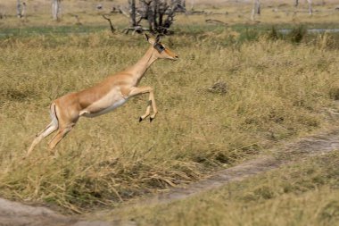 Erkek antilop (amepselus amepilus) Amboboseli ulusal parkında, Botswana 'da. Vahşi yaşam sahnesi